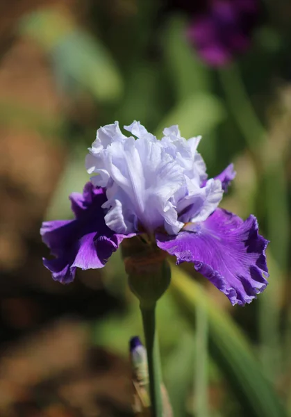 Iris Viola Springfield Botanical Gardens Springfield Missouri — Foto Stock