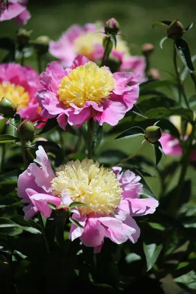 Peônia Amarela Rosa Springfield Botanical Gardens Springfield Missouri — Fotografia de Stock