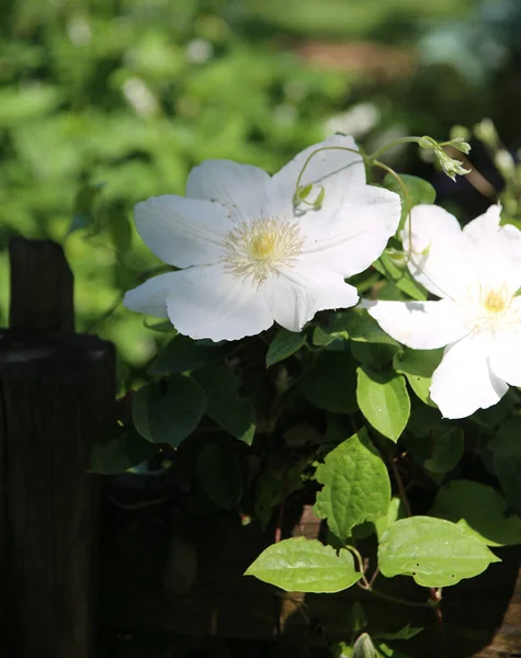Weiße Blumen Blühen Botanischen Garten Springfield Springfield Missouri — Stockfoto