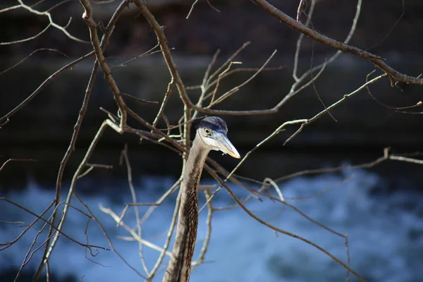 Great Blue Heron Ardea Herodias Tanyard Creek Park Bella Vista — Stock Photo, Image