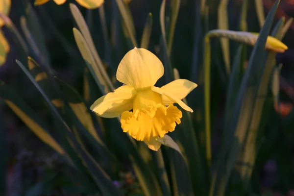 后院特写的黄色水仙花 — 图库照片