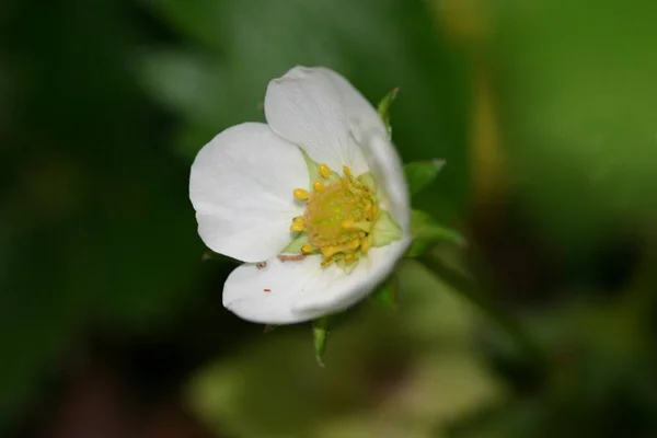 Bílá Květinka Těsné Blízkosti Dvorku — Stock fotografie