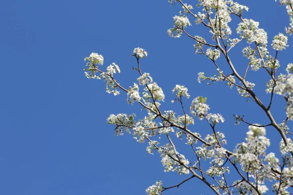 密苏里州乔普林的开花树木 — 图库照片