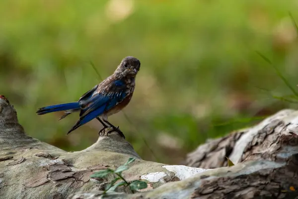 Junge Östliche Blauvögel Sialia Sialis Auf Nahrungssuche Auf Den Wildcat — Stockfoto