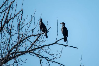 Double-crested cormorants (Nannopterum auritum) sitting in tree at Kellogg Lake in Carthage, Missouri clipart