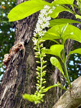 Florida keman ağacının narin beyaz çiçekleri (Citharexylum spinosum) yemyeşil yapraklara karşı tamamen çiçek açar.. 