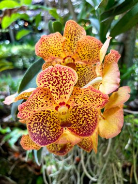 Hassas Yapraklar ve Canlı Renklerle Dolu Çiçekler