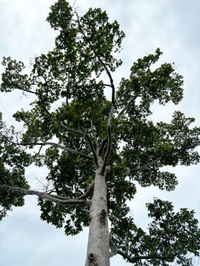 Mavi gökyüzü arka planında yeşil yapraklı tropik ağaç, Tayland.