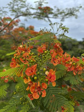 Canlı Caesalpinia pulcherrima çiçekleri tam çiçek, kırmızı, turuncu ve sarı renkleri sergiler narin, fırfırlı yapraklar ve gür, eğreltiotu benzeri yapraklar.