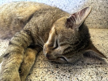 Tatlı Uyuyan Kedi Yumuşak Yüzeyde Huzurlu Bir Şekilde Kıvrıldı