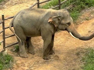 Tapınak ortamında, doğal elementlerle çevrili ve korunan bir ortamda korunan barışçıl bir fil. Görüntü, filin yumuşak doğasını ve görkemli varlığını güvenli ve sakin bir atmosferde yakalıyor.