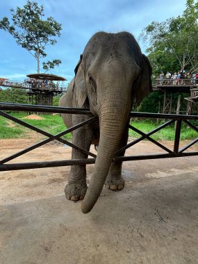Tapınak ortamında, doğal elementlerle çevrili ve korunan bir ortamda korunan barışçıl bir fil. Görüntü, filin yumuşak doğasını ve görkemli varlığını güvenli ve sakin bir atmosferde yakalıyor.