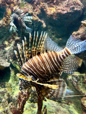 Su bitkileri ve doğal süslemelerle çevrili berrak bir akvaryumda zarif bir şekilde yüzen canlı balıklar. Görüntü, sualtı yaşamının güzelliğini ve sükunetini yakalıyor. Canlı renkleri ve balıkların hassas detaylarını vurguluyor..