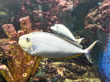 Su bitkileri ve doğal süslemelerle çevrili berrak bir akvaryumda zarif bir şekilde yüzen canlı balıklar. Görüntü, sualtı yaşamının güzelliğini ve sükunetini yakalıyor. Canlı renkleri ve balıkların hassas detaylarını vurguluyor..