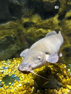 Su bitkileri ve doğal süslemelerle çevrili berrak bir akvaryumda zarif bir şekilde yüzen canlı balıklar. Görüntü, sualtı yaşamının güzelliğini ve sükunetini yakalıyor. Canlı renkleri ve balıkların hassas detaylarını vurguluyor..