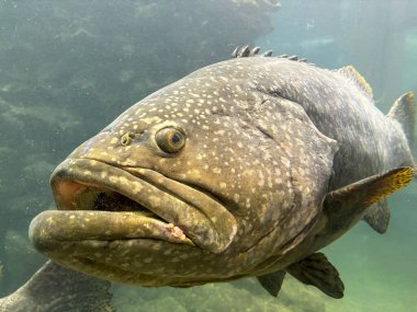 Su bitkileri ve doğal süslemelerle çevrili berrak bir akvaryumda zarif bir şekilde yüzen canlı balıklar. Görüntü, sualtı yaşamının güzelliğini ve sükunetini yakalıyor. Canlı renkleri ve balıkların hassas detaylarını vurguluyor..