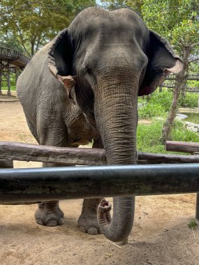Doğal elementlerle çevrili ve korunan bir ortamda korunan bir sığınak ortamında duran barışçıl filler. Görüntü, filin yumuşak doğasını ve görkemli varlığını güvenli ve sakin bir atmosferde yakalıyor.