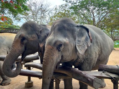 Doğal elementlerle çevrili ve korunan bir ortamda korunan bir sığınak ortamında duran barışçıl filler. Görüntü, filin yumuşak doğasını ve görkemli varlığını güvenli ve sakin bir atmosferde yakalıyor.
