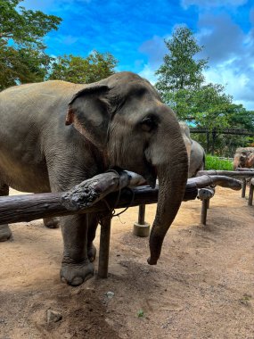 Doğal elementlerle çevrili ve korunan bir ortamda korunan bir sığınak ortamında duran barışçıl filler. Görüntü, filin yumuşak doğasını ve görkemli varlığını güvenli ve sakin bir atmosferde yakalıyor.
