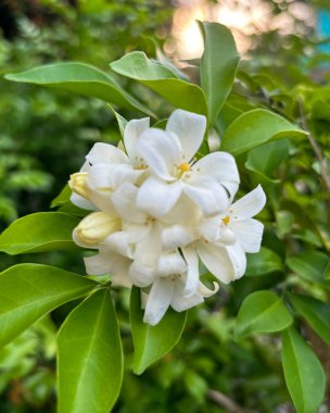 Canlı bir tropikal sahne, Orange Jasmine 'in narin beyaz çiçekleriyle birlikte Heliconia' nın koyu ve renkli braketlerini sergiliyor.