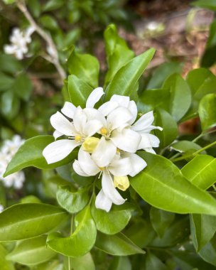 Canlı bir tropikal sahne, Orange Jasmine 'in narin beyaz çiçekleriyle birlikte Heliconia' nın koyu ve renkli braketlerini sergiliyor.