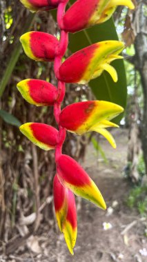 Canlı, renkli braketlerinin ve yemyeşil yeşilliklerinin tropikal bir ortamda yakalandığı çarpıcı bir Heliconia bitkisi görüntüsü. Benzersiz yapısı ile bilinir.