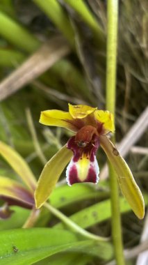 Heliconia Bracts ve Orange Jasmine Blossoms Lush Green 'de turuncu-kahverengi orkide çiçeklerinin baş döndürücü yakın çekimi eşsiz toprak tonlarını ve karmaşık taç yaprak desenlerini gözler önüne seriyor..