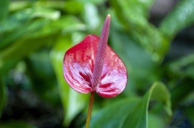 Çarpıcı bir Flamingo Çiçeği (Anthurium andraeanum) parlak kırmızı spreyini ve zengin yeşil yapraklarla çevrili belirgin sarı spadix 'ini sergiler..