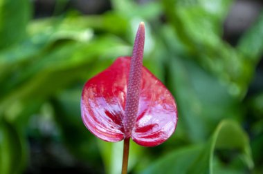 Çarpıcı bir Flamingo Çiçeği (Anthurium andraeanum) parlak kırmızı spreyini ve zengin yeşil yapraklarla çevrili belirgin sarı spadix 'ini sergiler..