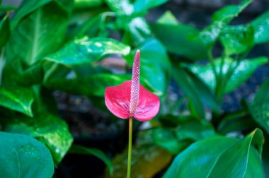 Çarpıcı bir Flamingo Çiçeği (Anthurium andraeanum) parlak kırmızı spreyini ve zengin yeşil yapraklarla çevrili belirgin sarı spadix 'ini sergiler..