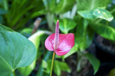 Çarpıcı bir Flamingo Çiçeği (Anthurium andraeanum) parlak kırmızı spreyini ve zengin yeşil yapraklarla çevrili belirgin sarı spadix 'ini sergiler..