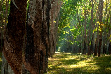 Uzağa uzanan düzgünce dikilmiş ağaçların olduğu kauçuk ağaç plantasyonunun manzarası. Bu görüntü, genellikle Tayland, Güneydoğu Asya gibi tropikal bölgelerde bulunan çiftliğin sakin atmosferini yansıtıyor..