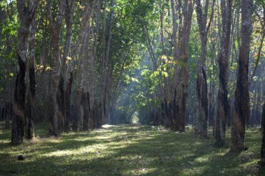 Uzağa uzanan düzgünce dikilmiş ağaçların olduğu kauçuk ağaç plantasyonunun manzarası. Bu görüntü, genellikle Tayland, Güneydoğu Asya gibi tropikal bölgelerde bulunan çiftliğin sakin atmosferini yansıtıyor..