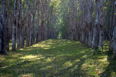 Uzağa uzanan düzgünce dikilmiş ağaçların olduğu kauçuk ağaç plantasyonunun manzarası. Bu görüntü, genellikle Tayland, Güneydoğu Asya gibi tropikal bölgelerde bulunan çiftliğin sakin atmosferini yansıtıyor..