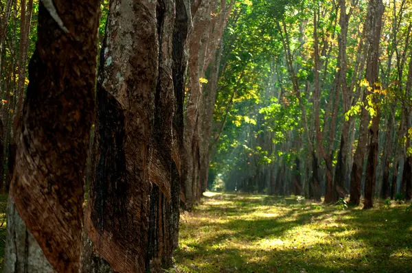 Uzağa uzanan düzgünce dikilmiş ağaçların olduğu kauçuk ağaç plantasyonunun manzarası. Bu görüntü, genellikle Tayland, Güneydoğu Asya gibi tropikal bölgelerde bulunan çiftliğin sakin atmosferini yansıtıyor..