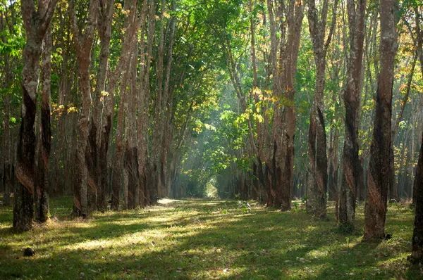 Uzağa uzanan düzgünce dikilmiş ağaçların olduğu kauçuk ağaç plantasyonunun manzarası. Bu görüntü, genellikle Tayland, Güneydoğu Asya gibi tropikal bölgelerde bulunan çiftliğin sakin atmosferini yansıtıyor..