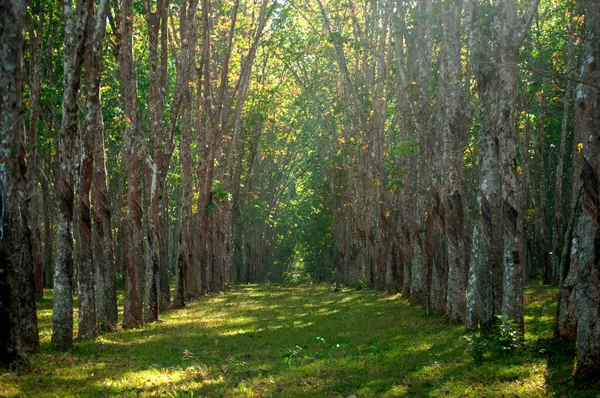Uzağa uzanan düzgünce dikilmiş ağaçların olduğu kauçuk ağaç plantasyonunun manzarası. Bu görüntü, genellikle Tayland, Güneydoğu Asya gibi tropikal bölgelerde bulunan çiftliğin sakin atmosferini yansıtıyor..