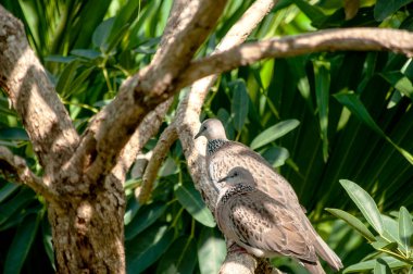 Huzurlu Güvercinler Ağaç dalına tünemiş Vahşi Yaşam Sahnesi Huzur Ayarları