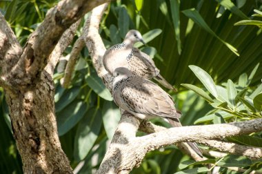 Huzurlu Güvercinler Ağaç dalına tünemiş Vahşi Yaşam Sahnesi Huzur Ayarları
