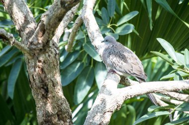 Huzurlu Güvercinler Ağaç dalına tünemiş Vahşi Yaşam Sahnesi Huzur Ayarları