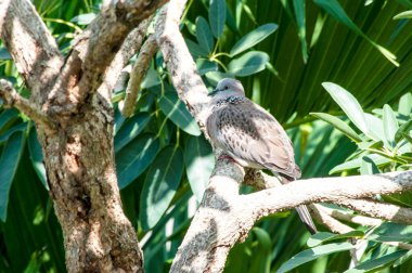 Huzurlu Güvercinler Ağaç dalına tünemiş Vahşi Yaşam Sahnesi Huzur Ayarları