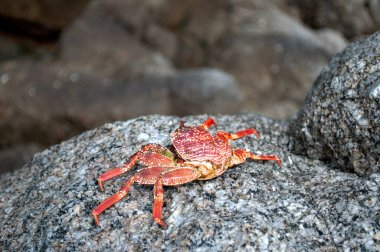 Yengeç Kabuğu Sahildeki Deniz Taşı 'nda Dinleniyor