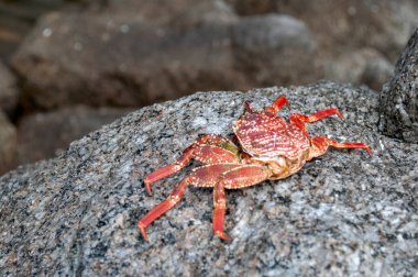 Yengeç Kabuğu Sahildeki Deniz Taşı 'nda Dinleniyor