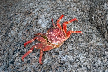 Yengeç Kabuğu Sahildeki Deniz Taşı 'nda Dinleniyor