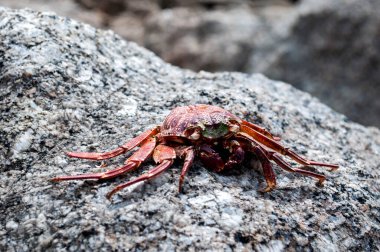 Yengeç Kabuğu Sahildeki Deniz Taşı 'nda Dinleniyor