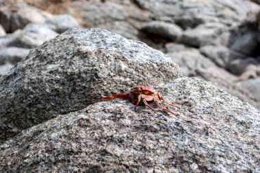 Yengeç Kabuğu Sahildeki Deniz Taşı 'nda Dinleniyor