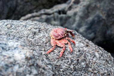 Yengeç Kabuğu Sahildeki Deniz Taşı 'nda Dinleniyor