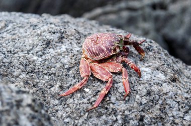 Yengeç Kabuğu Sahildeki Deniz Taşı 'nda Dinleniyor