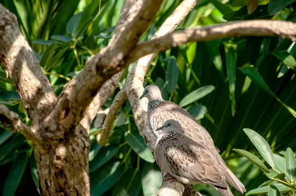 Huzurlu Güvercinler Ağaç dalına tünemiş Vahşi Yaşam Sahnesi Huzur Ayarları