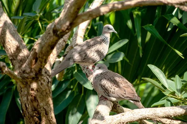Huzurlu Güvercinler Ağaç dalına tünemiş Vahşi Yaşam Sahnesi Huzur Ayarları